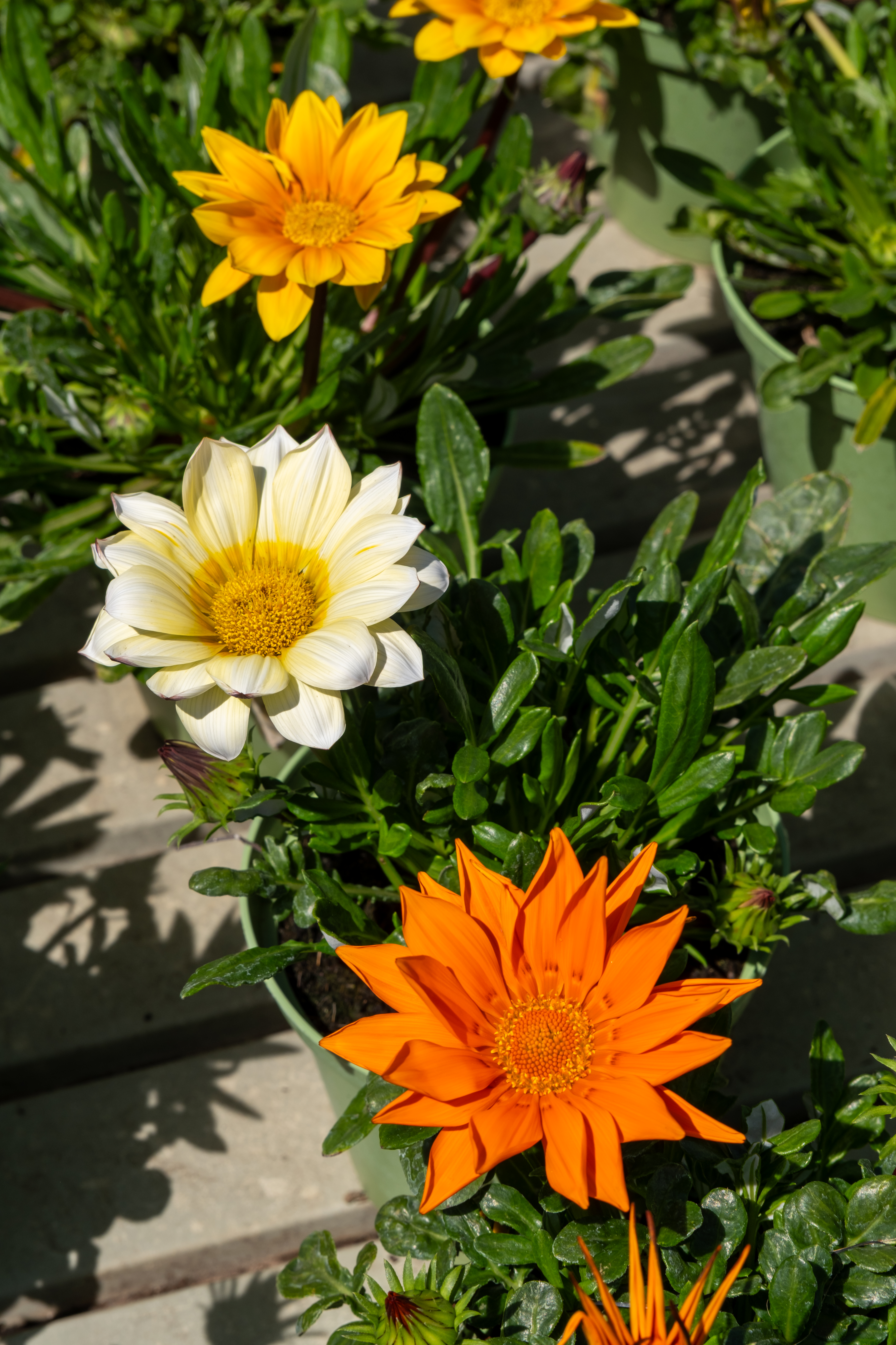 DSCF0674