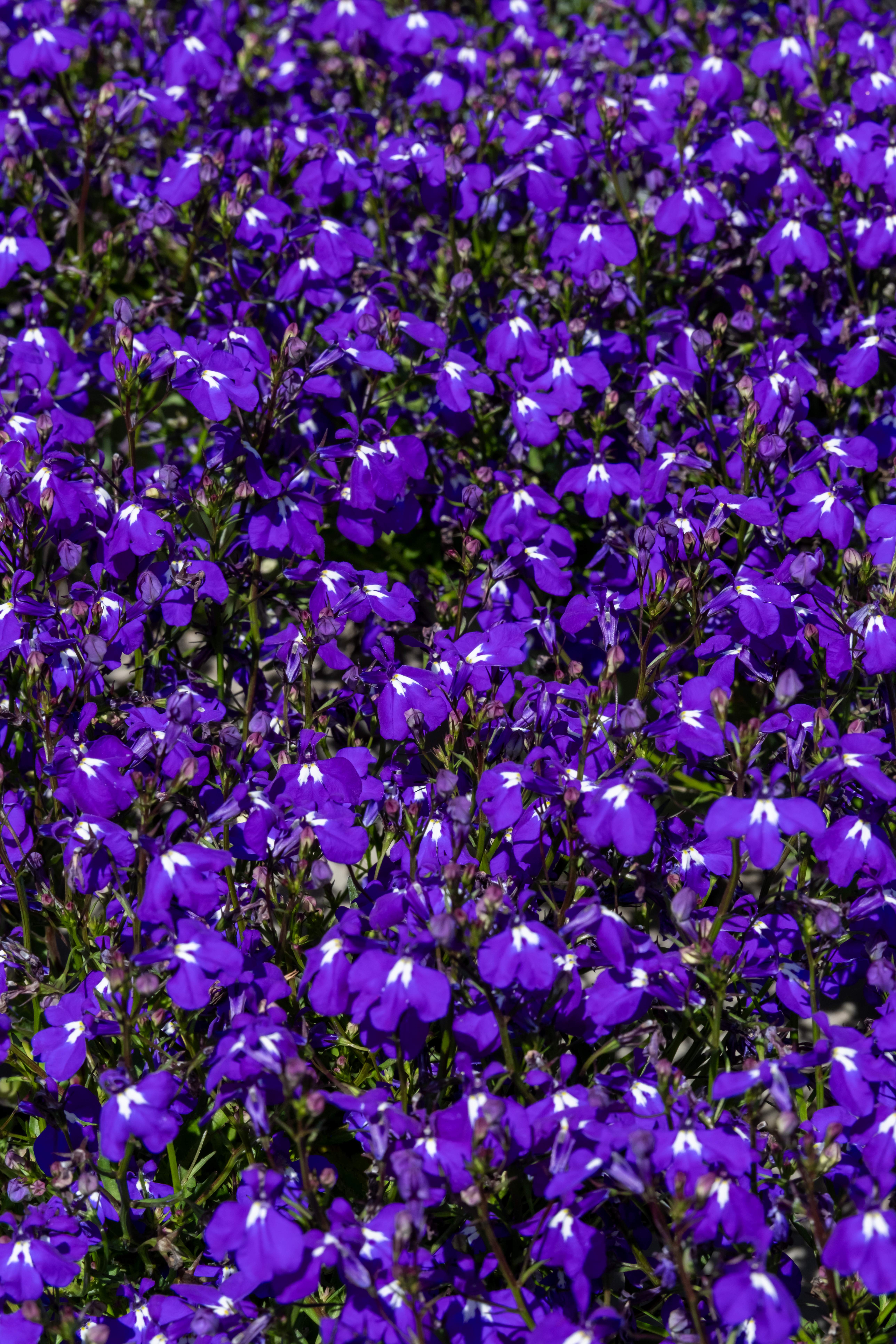 DSCF0680