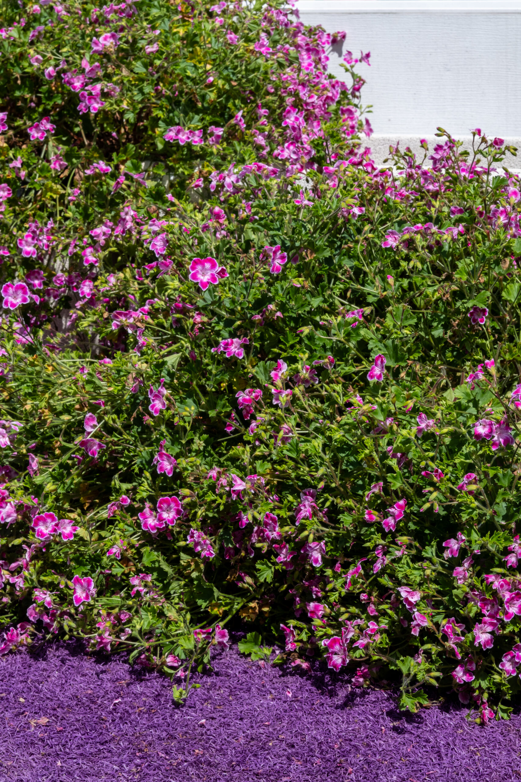 DSCF0699